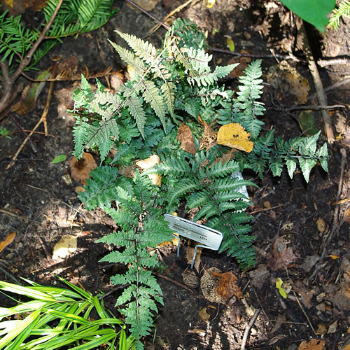 Athyrium nipponicum Pictum
